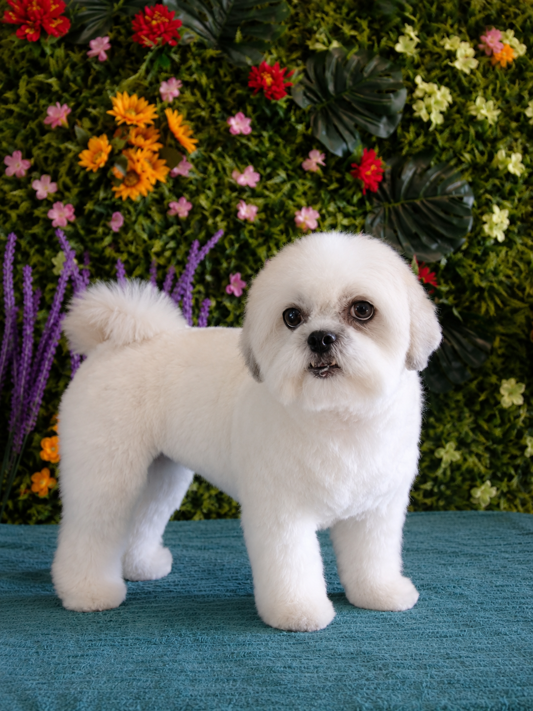 Freshly trimmed poodle styled with a breed-specific haircut