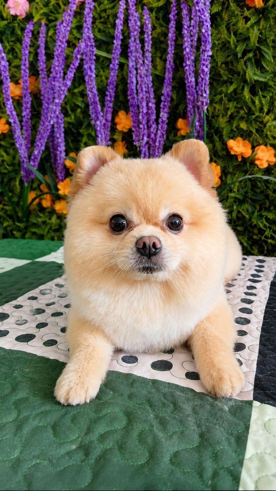 Freshly trimmed poodle styled with a breed-specific haircut